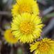 Мать-и-мачеха семена, Tussilago farfara seeds 1