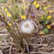 Мать-и-мачеха семена, Tussilago farfara seeds 5