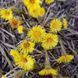 Мать-и-мачеха семена, Tussilago farfara seeds 2
