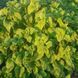 Мелисса лекарственная семена, Melissa officinalis seeds 2