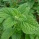 Мелисса лекарственная семена, Melissa officinalis seeds 1