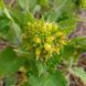 Норичник золотистоцветковый семена, Scrophularia chrysantha seeds 1