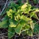 Норичник золотистоцветковый семена, Scrophularia chrysantha seeds 3