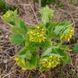 Норичник золотистоцветковый семена, Scrophularia chrysantha seeds 2
