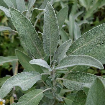 Шалфей лекарственный 'Extrakta' семена, Salvia officinalis 'Extrakta' seeds