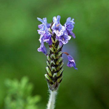 Лаванда многонадрезная семена, Lavandula multifida seeds