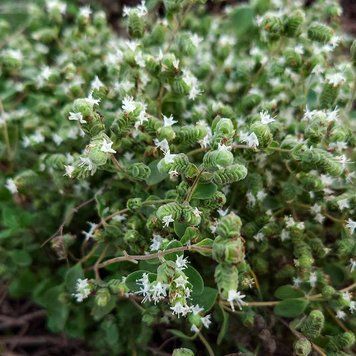 Майоран семена, Origanum majorana seeds
