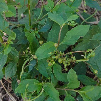 Норичник узловатый семена, Scrophularia nodosa seeds