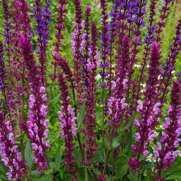 Шалфей дубравный семена, Salvia nemorosa seeds