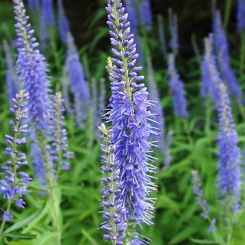 Вероника длиннолистная семена, Veronica longifolia seeds