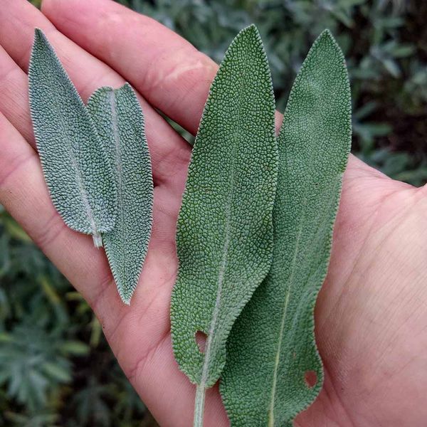 Шавлія лікарська 'Extrakta' насіння, Salvia officinalis 'Extrakta' seeds