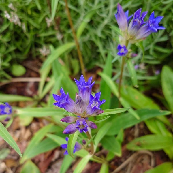 Тирлич даурський рослина, Gentiana dahurica