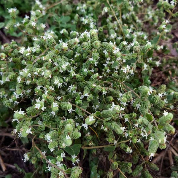 Майоран семена, Origanum majorana seeds