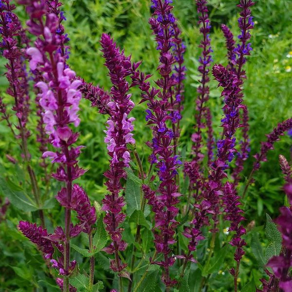 Шалфей дубравный семена, Salvia nemorosa seeds
