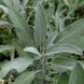 Шавлія лікарська 'Extrakta' насіння, Salvia officinalis 'Extrakta' seeds 1