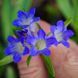 Тирлич даурський рослина, Gentiana dahurica 1