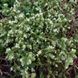Майоран семена, Origanum majorana seeds 2