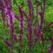 Шалфей дубравный семена, Salvia nemorosa seeds 2