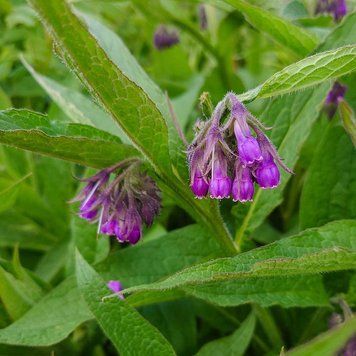 Окопник лекарственный растение, Symphytum officinale