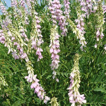 Козлятник лікарський насіння, Galega officinalis seeds