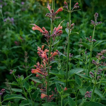 Лофант аурантиака семена, Agastache aurantiaca-Hybr. 'Fragrant Carpet' seeds