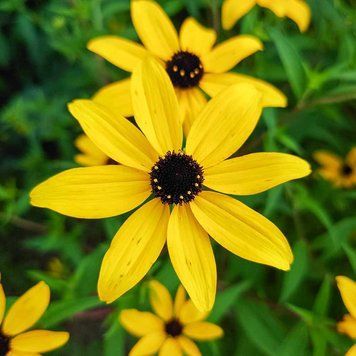 Рудбекия трёхлопастная семена, Rudbeckia triloba seeds