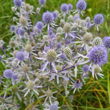 Синеголовник плосколистный семена, Eryngium planum seeds
