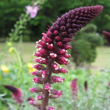 Вербейник пурпурный семена, Lysimachia atropurpurea seeds