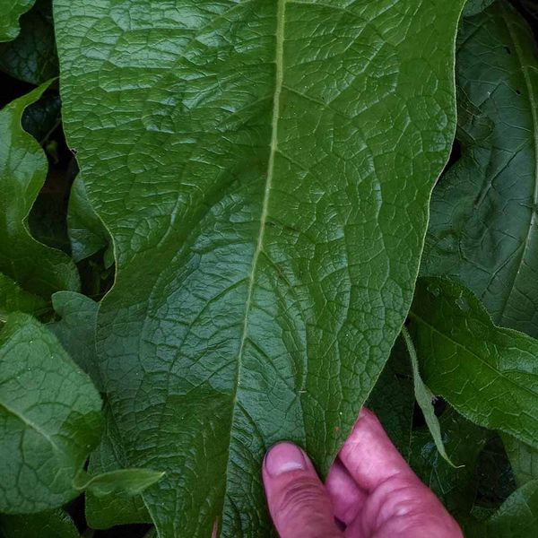 Окопник лекарственный растение, Symphytum officinale