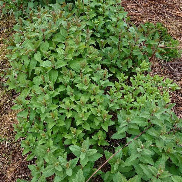 Котовник парнаський рослина, Nepeta parnassica