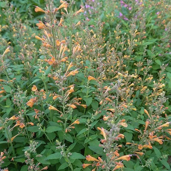 Лофант аурантиака семена, Agastache aurantiaca-Hybr. 'Fragrant Carpet' seeds
