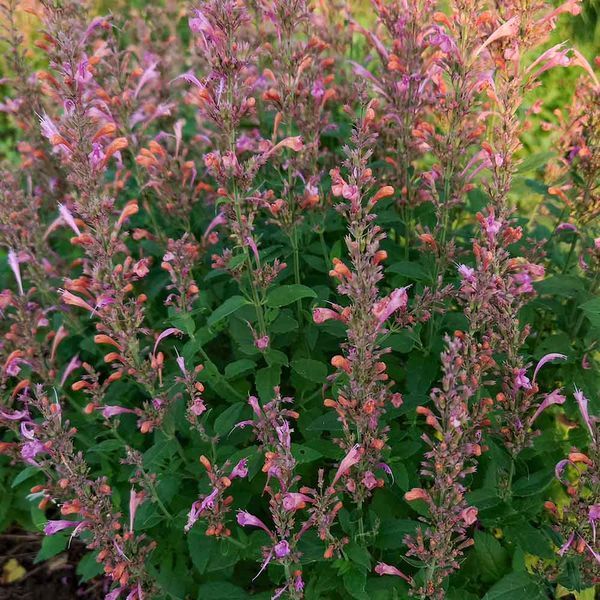 Лофант аурантиака семена, Agastache aurantiaca-Hybr. 'Fragrant Carpet' seeds