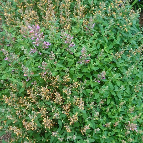 Лофант аурантиака семена, Agastache aurantiaca-Hybr. 'Fragrant Carpet' seeds