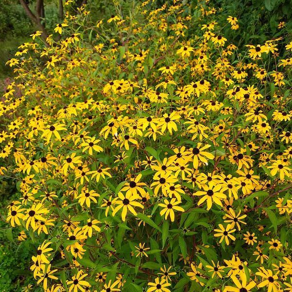 Рудбекия трёхлопастная семена, Rudbeckia triloba seeds