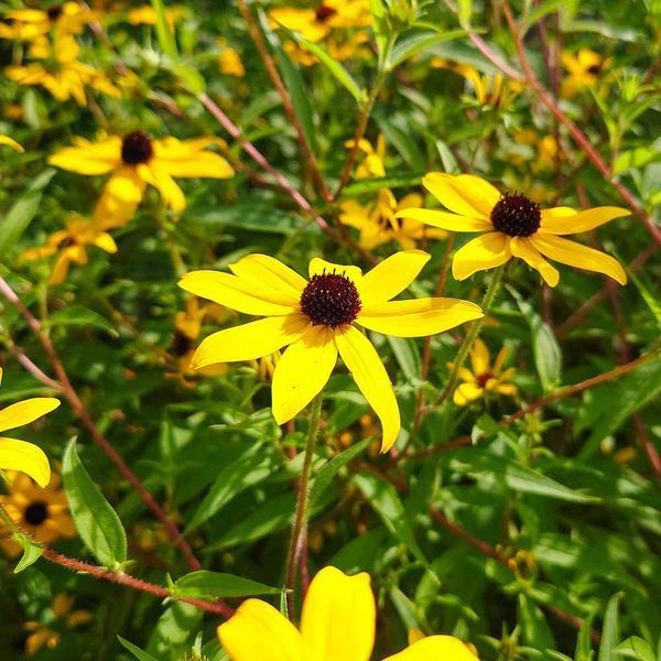 Рудбекия трёхлопастная семена, Rudbeckia triloba seeds