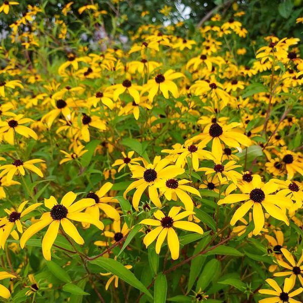 Рудбекия трёхлопастная семена, Rudbeckia triloba seeds