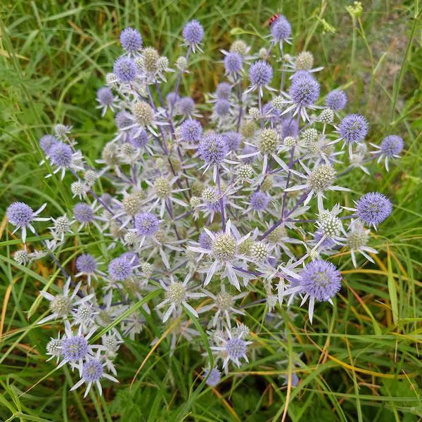 Синеголовник плосколистный семена, Eryngium planum seeds
