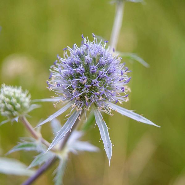 Синеголовник плосколистный семена, Eryngium planum seeds