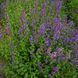 Котовник парнаський рослина, Nepeta parnassica 4
