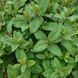 Котовник парнаський рослина, Nepeta parnassica 3
