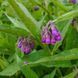Окопник лекарственный растение, Symphytum officinale 1