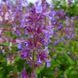 Котовник парнаський рослина, Nepeta parnassica 1