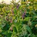 Окопник лекарственный растение, Symphytum officinale 2