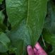 Окопник лекарственный растение, Symphytum officinale 3