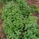 Котовник парнаський рослина, Nepeta parnassica 5