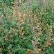 Лофант аурантиака семена, Agastache aurantiaca-Hybr. 'Fragrant Carpet' seeds 4
