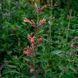 Лофант аурантиака семена, Agastache aurantiaca-Hybr. 'Fragrant Carpet' seeds 1