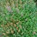 Лофант аурантиака семена, Agastache aurantiaca-Hybr. 'Fragrant Carpet' seeds 3