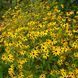 Рудбекия трёхлопастная семена, Rudbeckia triloba seeds 4
