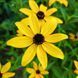 Рудбекия трёхлопастная семена, Rudbeckia triloba seeds 1
